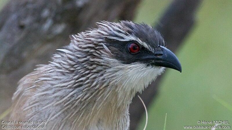 White-browed Coucaladult