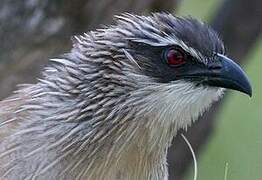 Coucal à sourcils blancs