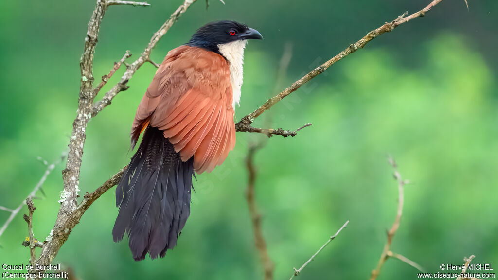 Coucal de Burchell