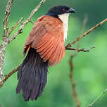 Coucal de Burchell