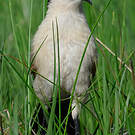 Coucal des papyrus
