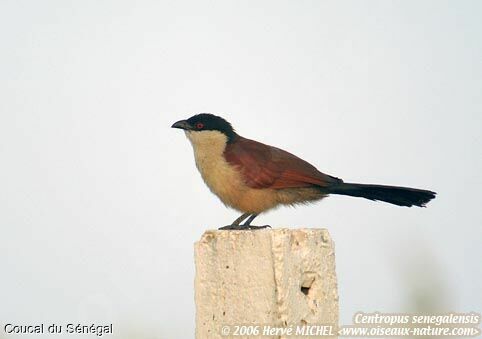 Senegal Coucal