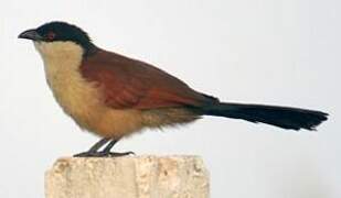 Senegal Coucal