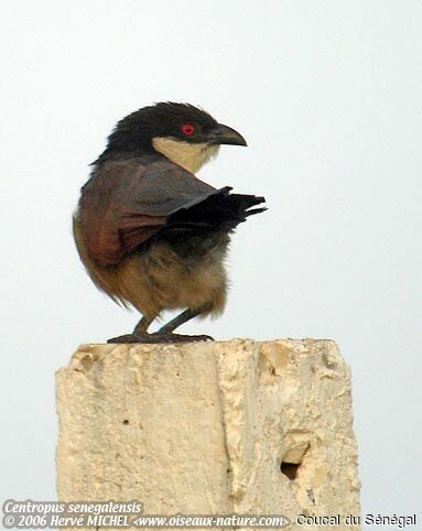 Senegal Coucal