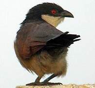 Coucal du Sénégal