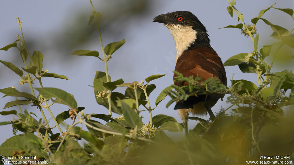 Coucal du Sénégaladulte