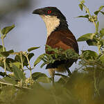 Coucal du Sénégal