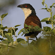 Senegal Coucal