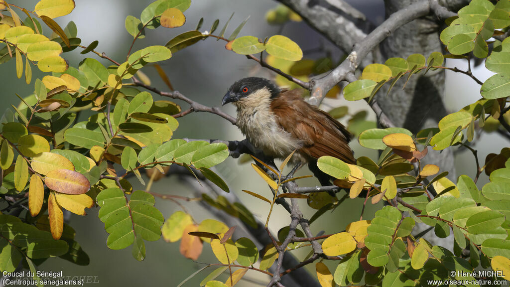 Senegal Coucal