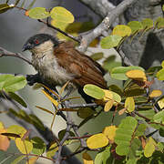 Senegal Coucal