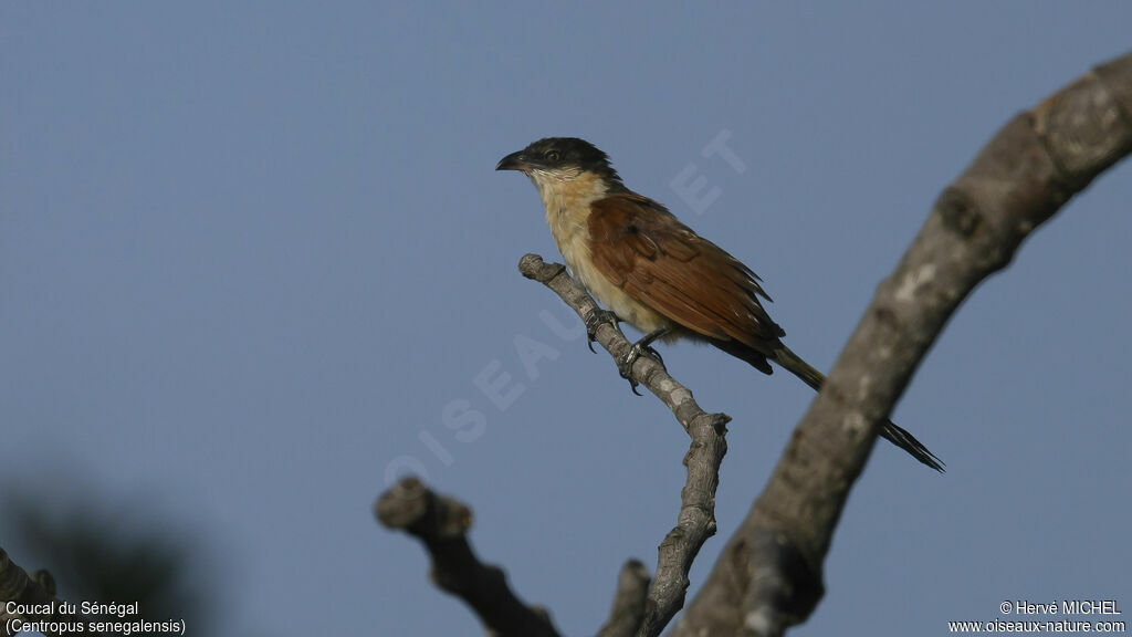 Coucal du Sénégal