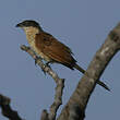 Coucal du Sénégal