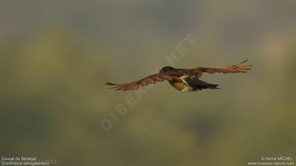 Senegal Coucal