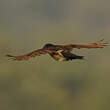 Coucal du Sénégal