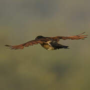 Senegal Coucal