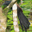 Coucal toulou