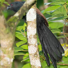 Coucal toulou