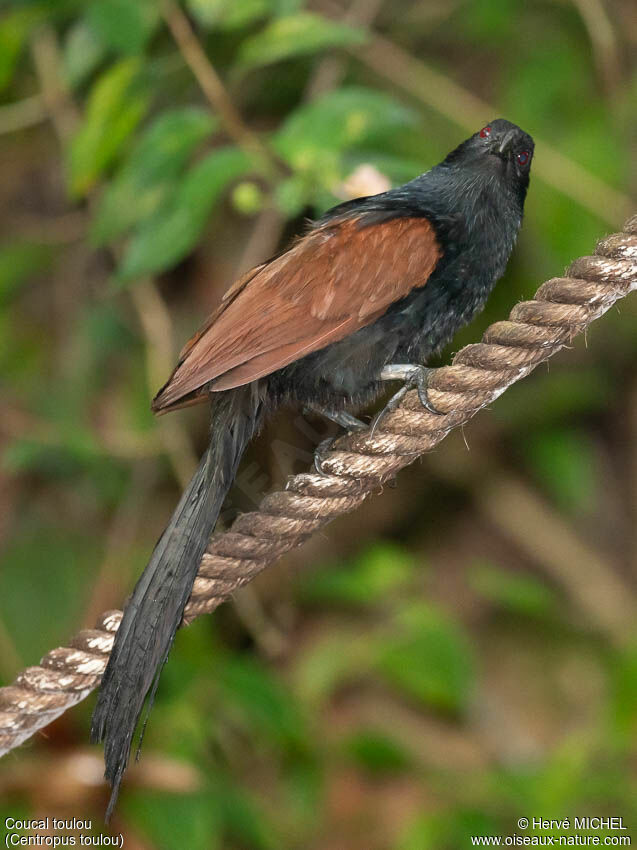 Malagasy Coucal