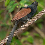 Coucal toulou