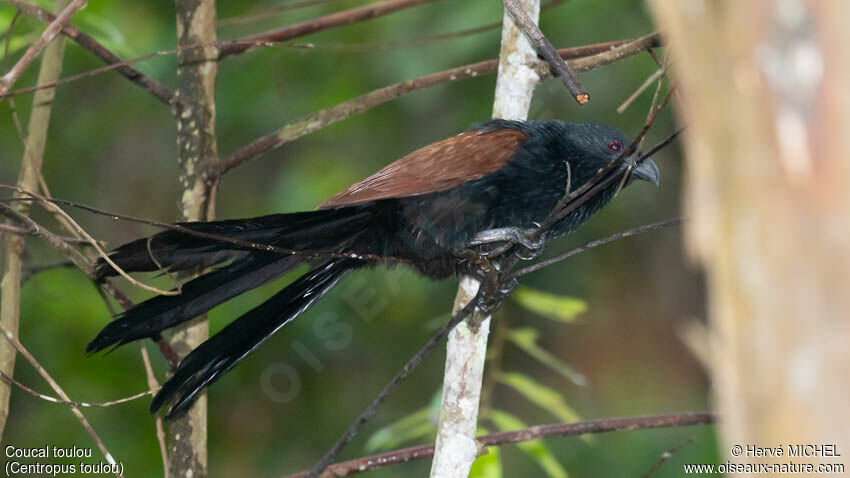 Malagasy Coucal