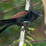 Coucal toulou