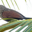 Coucal toulou