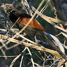 Coucal toulou