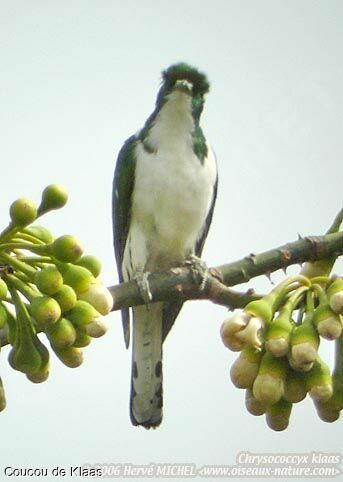 Klaas's Cuckoo