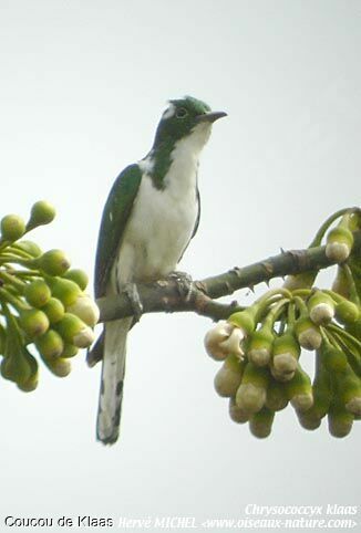 Klaas's Cuckoo