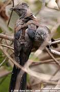 Levaillant's Cuckoo