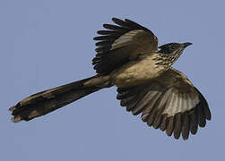 Levaillant's Cuckoo