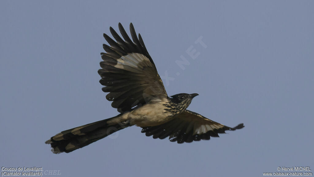 Levaillant's Cuckoo