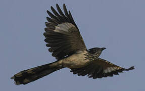 Levaillant's Cuckoo