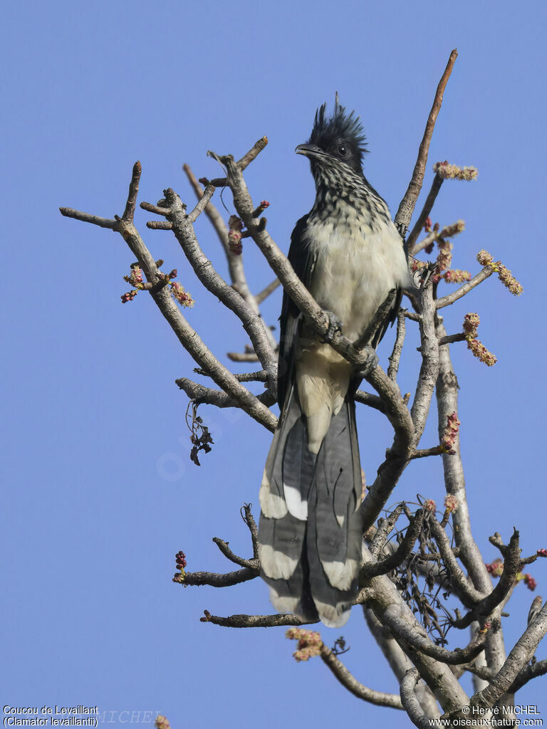 Levaillant's Cuckoo