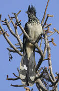 Levaillant's Cuckoo