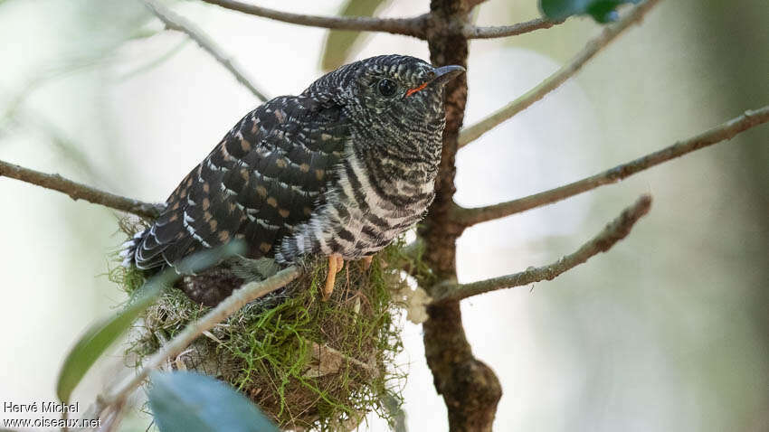 Coucou de Madagascarjuvénile, portrait