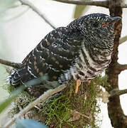 Madagascar Cuckoo