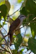 Banded Bay Cuckoo