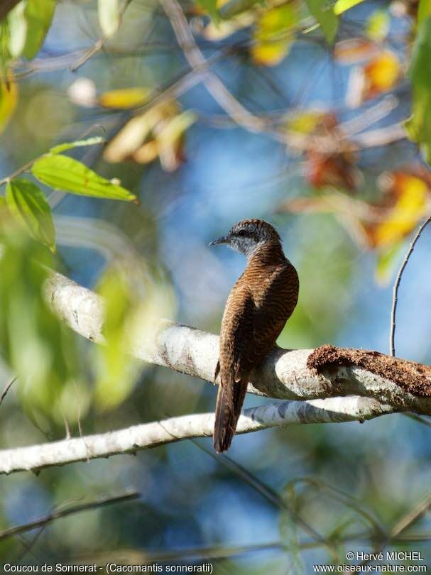 Banded Bay Cuckoo