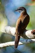 Banded Bay Cuckoo