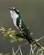 Diederik Cuckoo