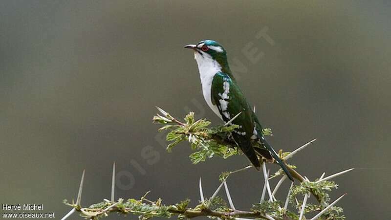 Diederik Cuckoo male adult, identification