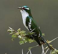 Diederik Cuckoo