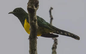 African Emerald Cuckoo