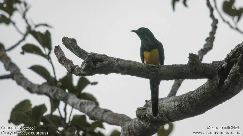 African Emerald Cuckoo male adult breeding