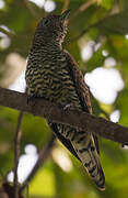 African Emerald Cuckoo