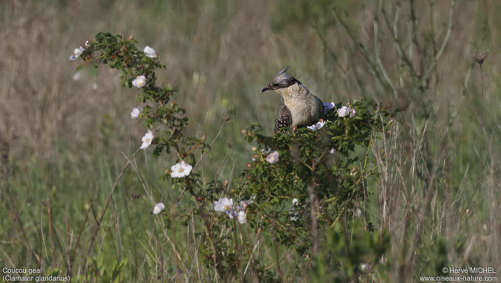 Coucou geaiadulte nuptial, identification