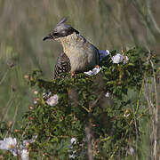 Great Spotted Cuckoo