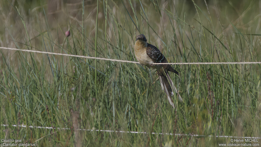 Great Spotted Cuckoo