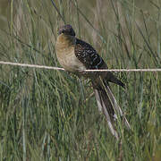 Great Spotted Cuckoo